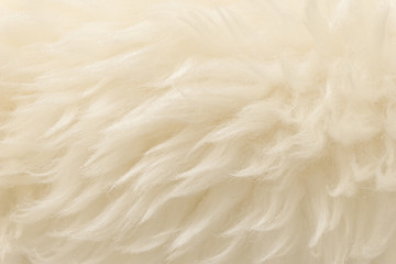 White animal wool texture background. Beige tint natural wool. Close-up texture of  plush fluffy fur