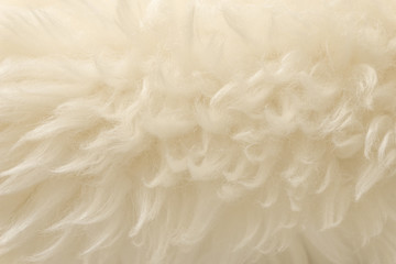 White animal wool texture background. Beige tint natural wool. Close-up texture of  plush fluffy fur