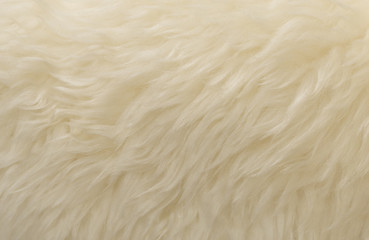 White animal wool texture background. Beige tint natural wool. Close-up texture of  plush fluffy fur