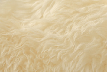 Obraz premium White animal wool texture background. Beige tint natural wool. Close-up texture of plush fluffy fur