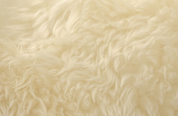 White animal wool texture background. Beige tint natural wool. Close-up texture of  plush fluffy fur