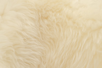 Fototapeta na wymiar White animal wool texture background. Beige tint natural wool. Close-up texture of plush fluffy fur