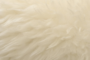 White animal wool texture background. Beige tint natural wool. Close-up texture of  plush fluffy fur