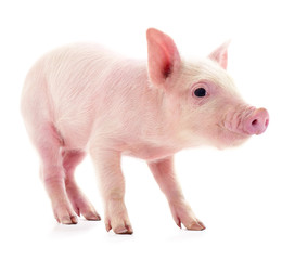 Small pink pig isolated.