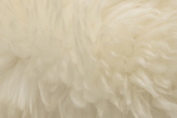 White animal wool texture background. Beige tint natural wool. Close-up texture of  plush fluffy fur