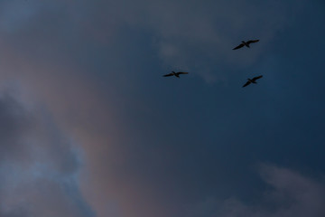 Birds flying.