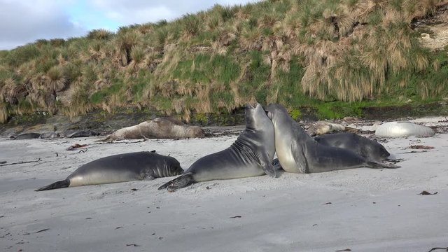 Young southern elephant seals play on the beach in mutual showdown on Sea Lion Island, Falkland Islands