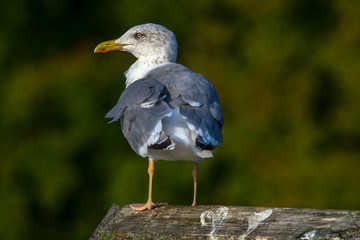 Seagull standing against natural green background.
