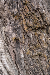 tree bark