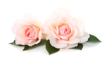 Pink roses flowers.