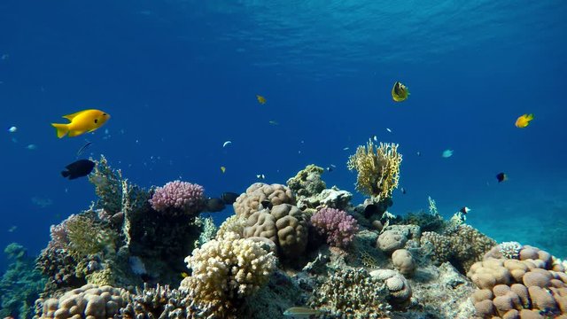 Diving. Tropical fish and coral reef. Underwater life in the ocean. 