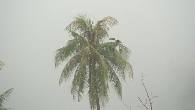 A lone eagle sits on palm tree leaves in the rain, tropical island Koh Phangan, Thailand