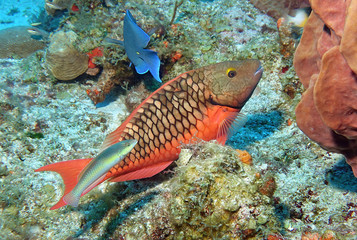 Signal-Papageifisch am Palancar-Riff, Mexiko