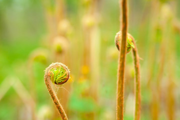 Photo of the dismissed fern sprout
