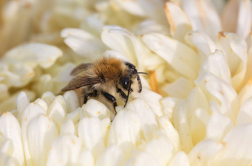 Bee on white leaves of a flower-like feather bed
