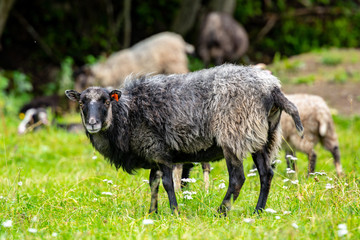 Male sheep grazing grass