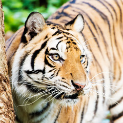 Tiger , A mammal with milk.