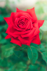 Red rose in garden