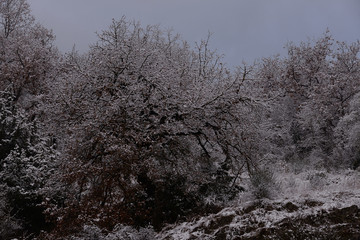 Nevicata nel bosco albero