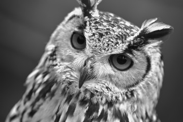 モノクロフクロウ