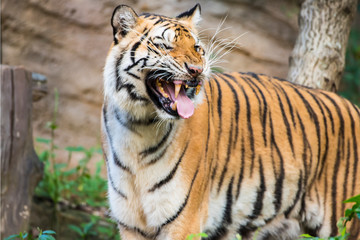 Fototapeta na wymiar Tiger , A mammal with milk.