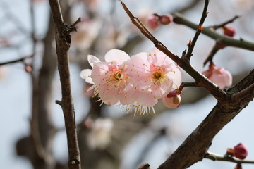 Spring is coming. Beautiful Plum blossom.