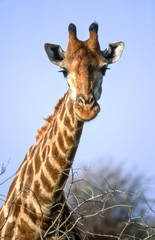 Giraffe, (Giraffa camelopardalis), Kruger National Park, Mpumalanga, South Africa, Africa