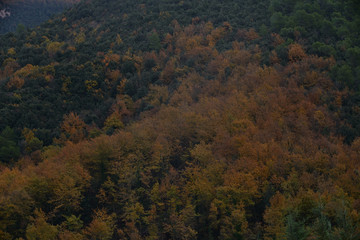 Bosco colori autunno