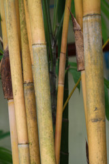parallel green and yellow bamboo trunks