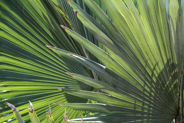 Details of palm leaves in sunshine