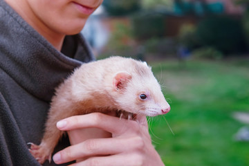 Cute home ferret bites the boy's nose.