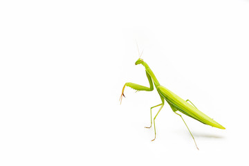 Green mantis isolated on a white background. Space for Text.