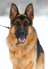 portrait of a shepherd dog in winter