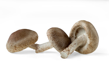 Three shiitake mushrooms in different positions isolated on white background.