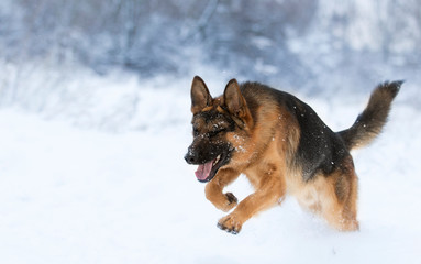 Dog running in snow