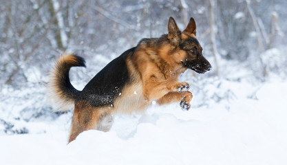 dog is running in the snow