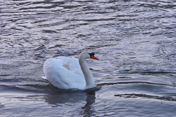 早朝のコッツウォルズ