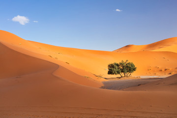 beautiful sunset in Sahara desert in Morocco with dunes and trees