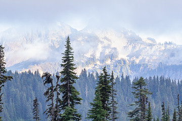 large pine trees with a mountain range in the background