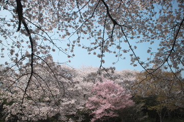 満開となった色々な桜