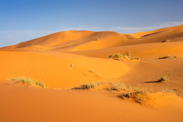 Fototapeta na wymiar golden dunes with green bushes