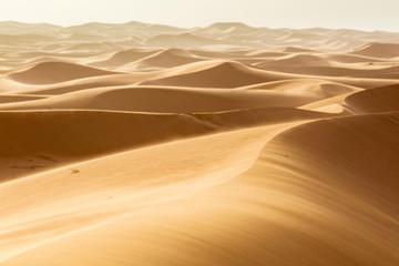 golden sand dunes with wind  in desert in Morocco