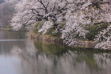 湖岸に立つ満開の桜