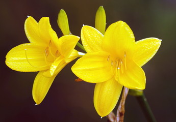 Lilie,Blume,Blüte
