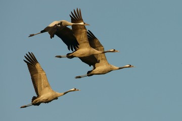 Flying cranes (grus grus). Hortabagy National Park. Hungary
