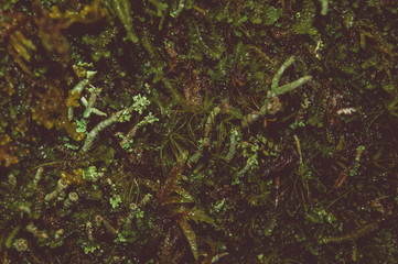 Forest moss in macro photography. Separate living world.