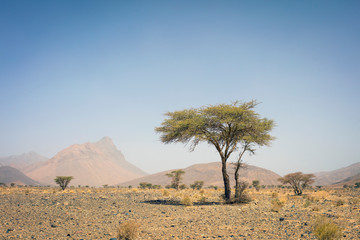 lonely green tree in stone desert in Morocco