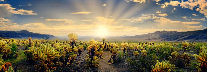 Sonnenaufgang im Joshua Tree Nationalpark, Desert Center, Kalifornien, USA