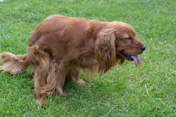 Dog defecation on the lawn,dog cocker spaniel shitting on floor for excrement poop,The toilet dog nature