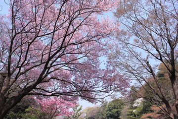 満開となった様々な桜